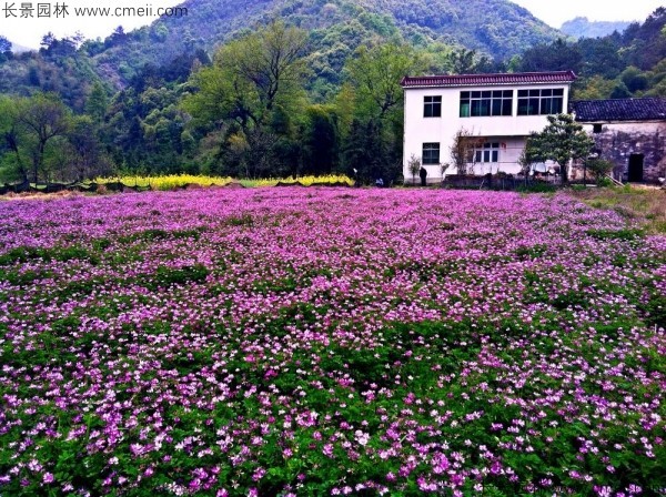 紫云英種子發(fā)芽出苗開(kāi)花圖片