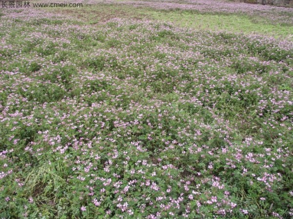 紫云英種子發(fā)芽出苗開(kāi)花圖片