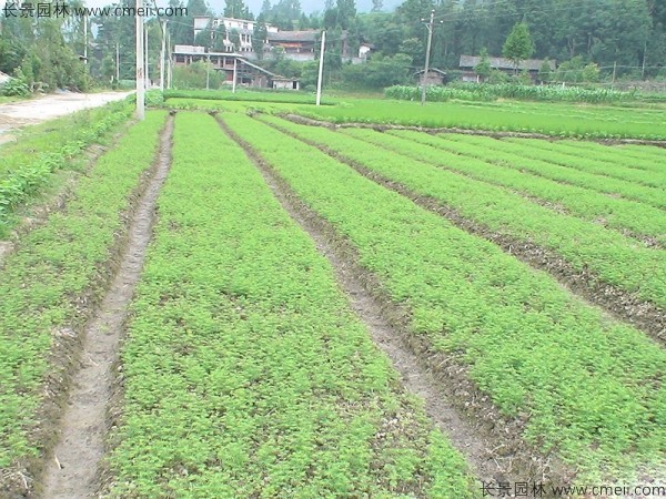 水杉種子發(fā)芽出苗圖片