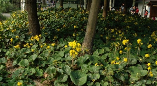 大吳風(fēng)草種子發(fā)芽出苗開花圖片