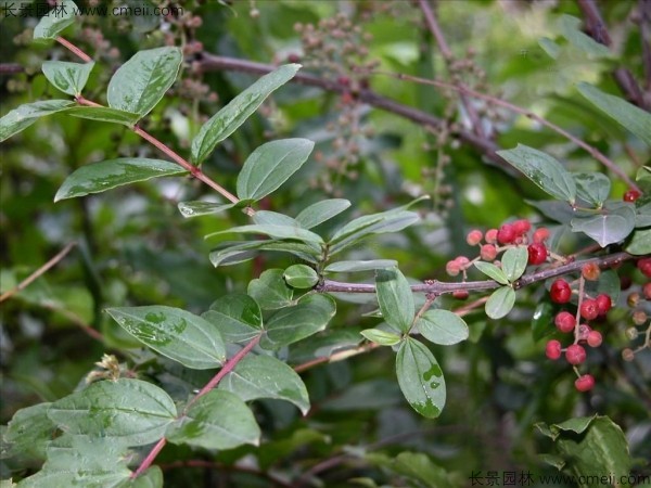 馬桑種子發(fā)芽出苗圖片