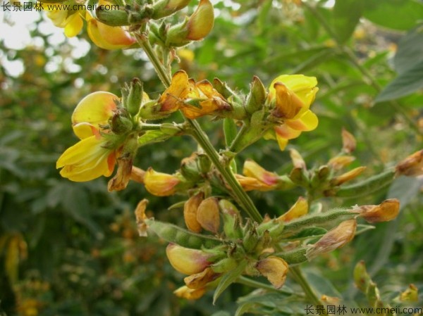 木豆種子發(fā)芽出苗開花圖片