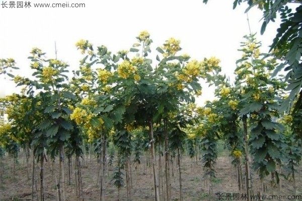 黃花槐種子發(fā)芽出苗開花圖片