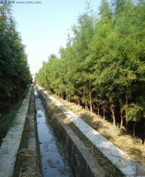 池杉種子發(fā)芽出苗圖片