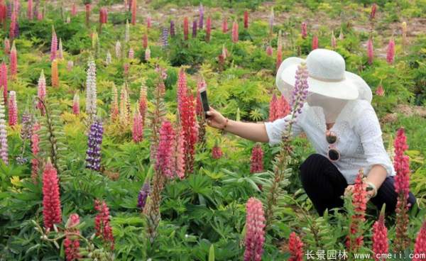 魯冰花種子發(fā)芽出苗開(kāi)花圖片