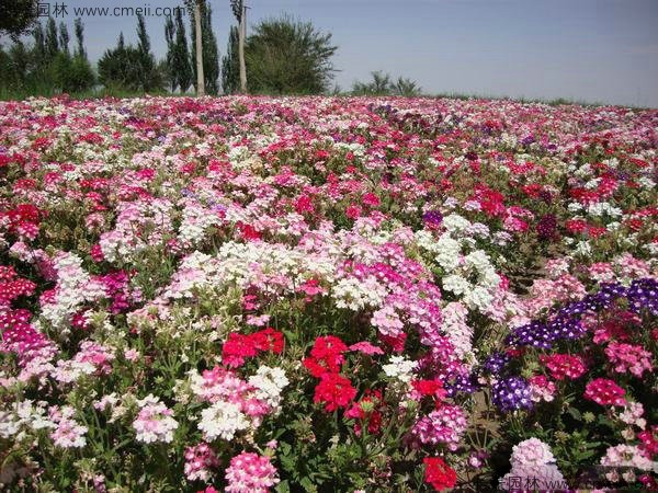 康乃馨種子發(fā)芽出苗開花圖片