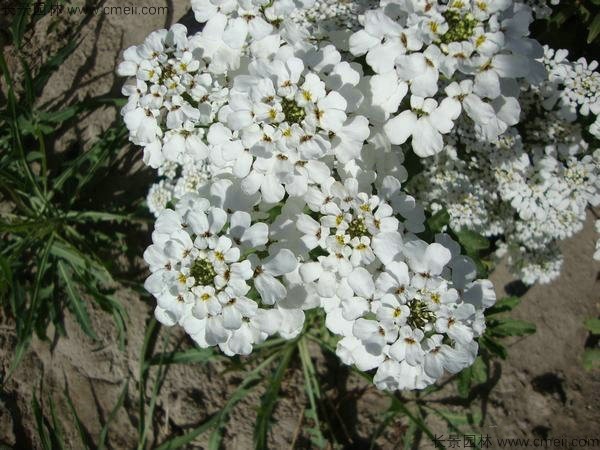 蜂室花種子發(fā)芽出苗開花圖片