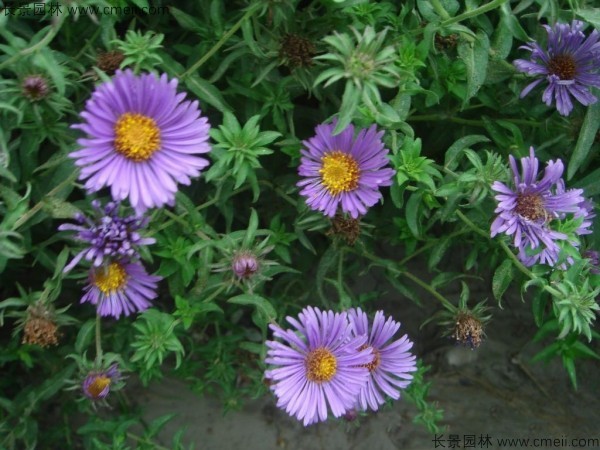 除蟲(chóng)菊種子發(fā)芽出苗開(kāi)花圖片