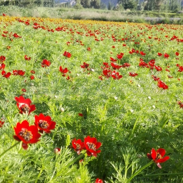 茼蒿菊種子發(fā)芽出苗開花圖片