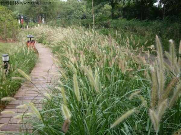 野芒草種子發(fā)芽出苗圖片