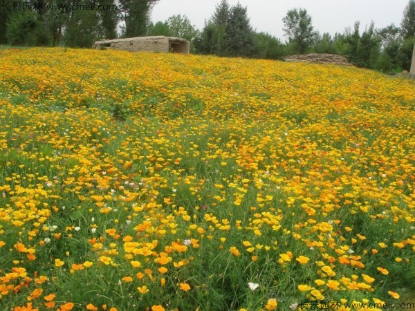 花菱草種子發(fā)芽出苗開(kāi)花圖片