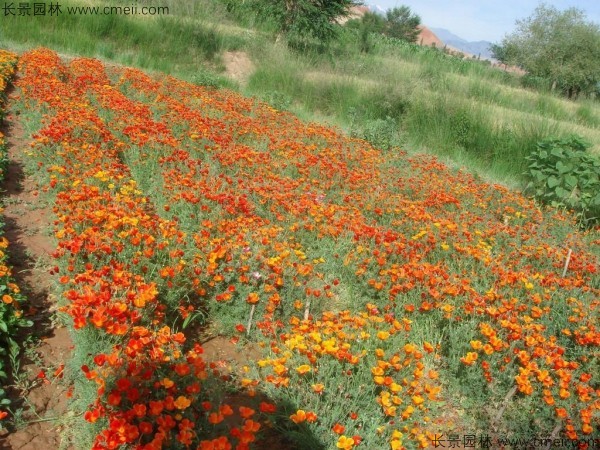 花菱草種子發(fā)芽出苗開(kāi)花圖片