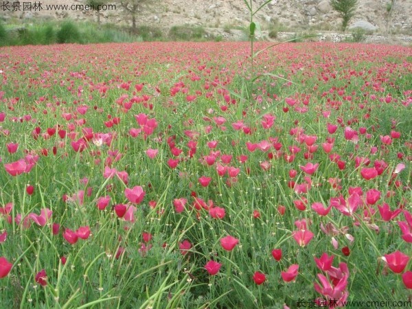 花菱草種子發(fā)芽出苗開(kāi)花圖片