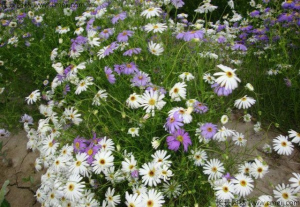 五色菊種子發(fā)芽出苗開(kāi)花圖片