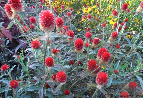 千日紅種子發(fā)芽出苗開(kāi)花圖片