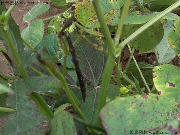 黑豆種子發(fā)芽出苗圖片