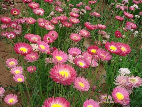 永生菊種子發(fā)芽出苗開(kāi)花圖片