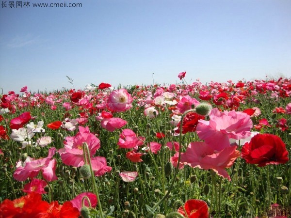 冰島虞美人種子發(fā)芽出苗開花圖片