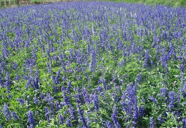 藍花鼠尾草種子發(fā)芽出苗開花圖片