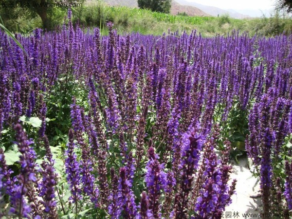 芳香鼠尾草種子發(fā)芽出苗開花圖片