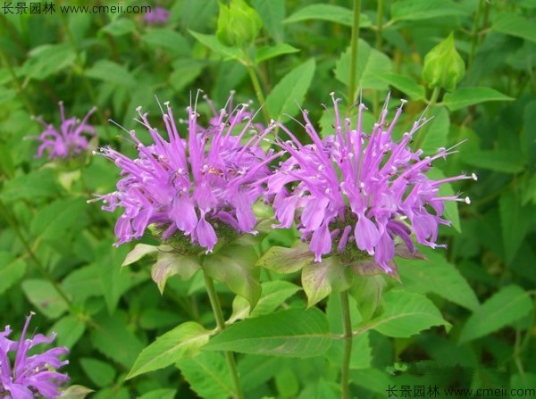 美國(guó)薄荷種子發(fā)芽出苗開(kāi)花圖片