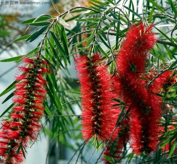 紅千層種子發(fā)芽出苗開花圖片