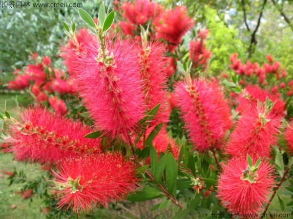 紅千層種子發(fā)芽出苗開花圖片