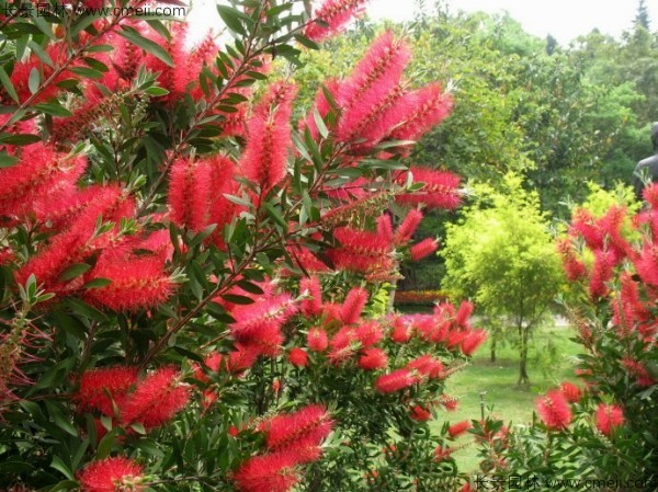 紅千層種子發(fā)芽出苗開花圖片