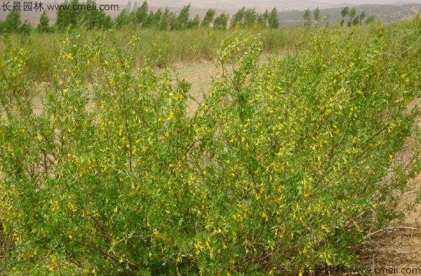 錦雞兒種子發(fā)芽出苗開花圖片