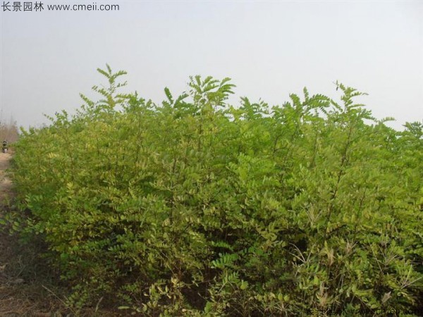 香花槐種子發(fā)芽出苗圖片