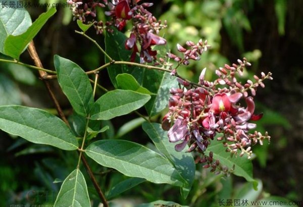 雞血藤種子發(fā)芽出苗開(kāi)花圖片