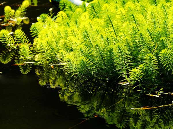 金魚藻種子發(fā)芽出苗圖片