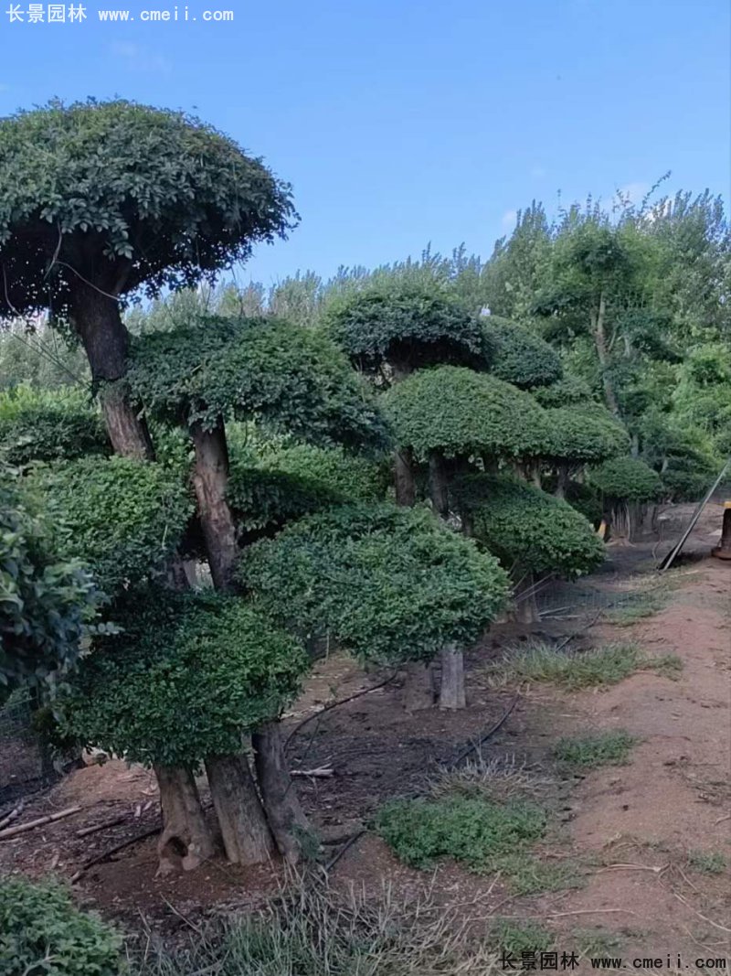 對節(jié)白蠟造型盆景地景