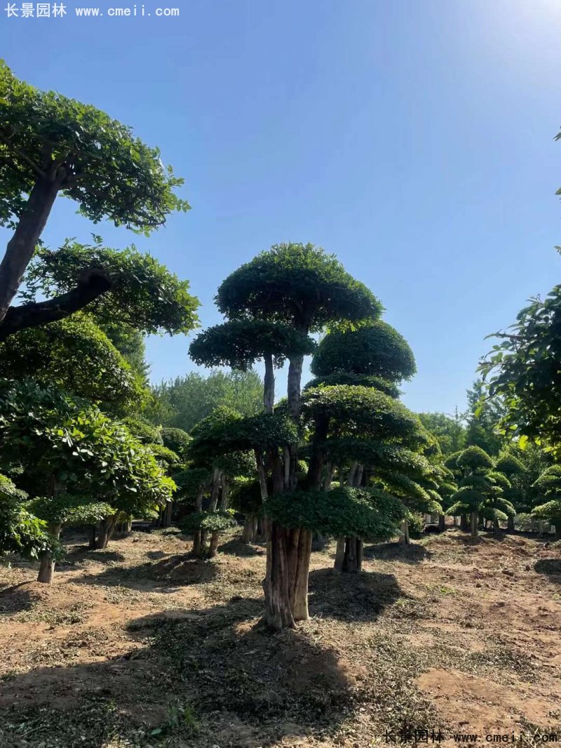 對節(jié)白蠟造型盆景地景