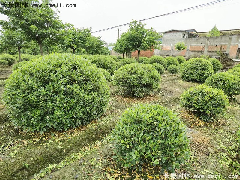 海桐球苗圃批發(fā)種植基地長(zhǎng)景園林