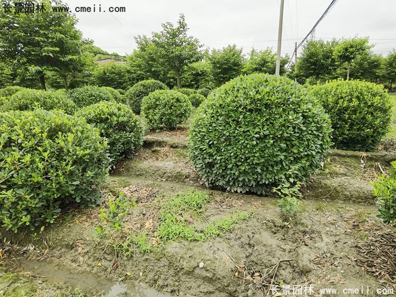 海桐球苗圃批發(fā)種植基地長(zhǎng)景園林