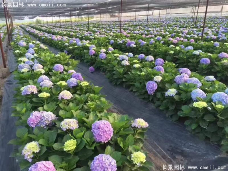 繡球花八仙花圖片基地實(shí)拍