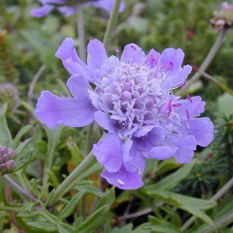 輪峰菊的形態(tài)特征、生長(zhǎng)習(xí)性及種植方法