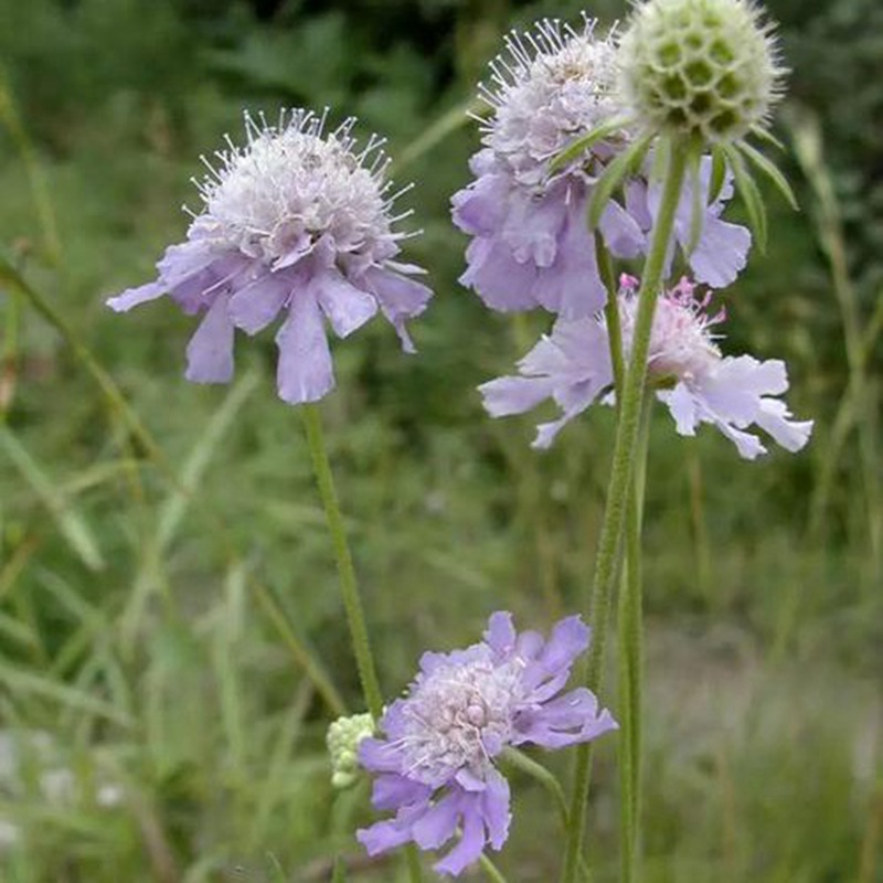 輪峰菊的形態(tài)特征、生長(zhǎng)習(xí)性及種植方法